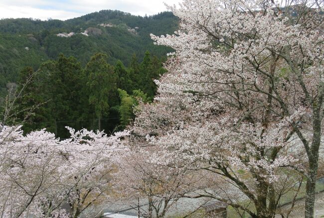 吉野山の花見の締め括りは、吉水神社でした。再集合時間までは、まだ余裕がありましたから、帰り道も、その周りの見学と撮影を続けました。