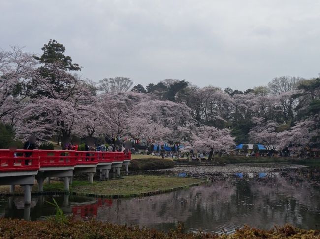 桜満開の便りを聞き、お花見ができる場所を探して行ってみました。<br />前の夜が雨だったからか、そこまで混んでおらず良かったです。