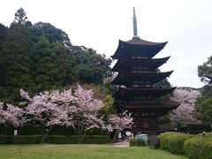 山口３泊４日♪満開の桜の名所ツアー
