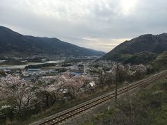 幸運と桜とうどんと