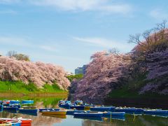 美しすぎる満開の桜たち＠出勤前の千鳥ヶ淵