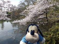 グーちゃん、井の頭公園へ桜を見に行く！（グー散歩/スロベニアのＹＯＵと国際親善？編）