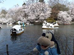 グーちゃん、井の頭公園へ桜を見に行く！（グー散歩/お池の都市伝説は本当なのか？編）