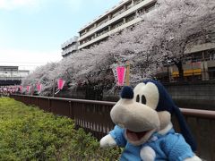 グーちゃん、目黒川の桜を見に行く！（グー散歩/目黒川沿いはアメ横状態！？編）