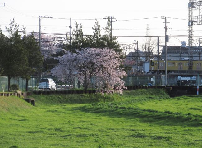 砂川掘北野第3調整池の桜　　2016.4.8　6：12<br /><br />毎年早朝ウォーキングは高齢者の健康を考慮して冬の間は休んでいますが、今日の潅仏会（釈迦の誕生を祝う日・花まつり）を期して開始しました。<br /><br />今朝の気温の14℃で、朝には珍しい風は寒さを感じさせず、ウォーキングにはちょうど良い気温でした。<br />コースは二つあり、今日の南コースは小手指2丁目の自宅から北野運動公園近くまでの約90分のコース、もう一つは北中の入曽車両基地近くまでのコースです。<br />桜が満開をやや過ぎ、花桃は満開、菜の花の黄色や諸葛菜（ｼｮｶｯｻｲ）の紫など色とりどりで春たけなわといった感じです。<br /><br />花は最も季節感を感じさせてくれて、ウォーキングの楽しさを助長してくれるサポーターです。<br /><br />撮影<br />Canon PowerShot SX610HS<br /><br />2014早朝ウォーキング開始・北野コース<br />http://4travel.jp/travelogue/10874862<br />早朝ウォーキング北中コース　<br />http://4travel.jp/travelogue/10808067