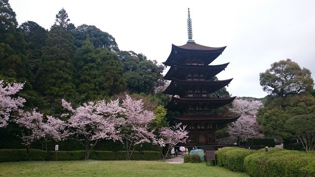 山口に住む家族の家に宿泊して、山口県内の桜の名所を<br />一人でドライブがてら、散策してきました！<br /><br />香山公園→一の坂川→別府弁天池→王子公園→青海島で観光船<br />→萩城跡・指月公園→錦帯橋　<br /><br />というコースを３泊４日で、楽しみました＾＾