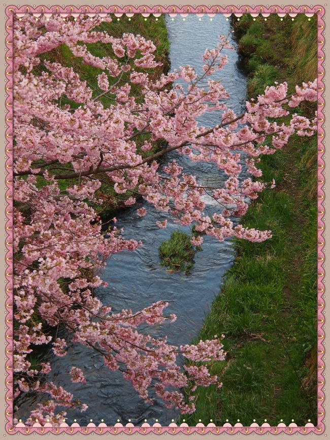 今週末は、ちょうど県南の桜が満開になり、お天気も良さそうなので、連れ合いとお花見予定。<br /><br />ならば・・・今日はひとりでちょこっと、近所の桜でも見に行ってみようかな〜。<br /><br />有名な仙台のお花見スポットのひとつ、西公園。まだ一度も桜の時期には行ったことがないので、どんな感じなのか見に行ってみよう〜！