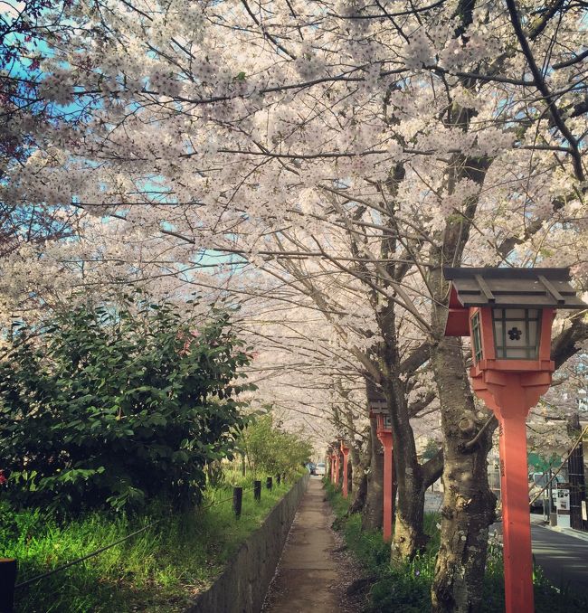 一昨年に友人と京都でお花見をして以来、<br />また来年も来ようと計画も立てていたのに決めた日に限って雨...<br />結局念願叶わず地元の桜を眺めて終わった...<br /><br />今年は計画していた日にたまたま晴れマークだったので<br />２年越しの願いが叶い朝から右京区へと繰り出すのでした＾＾<br /><br />