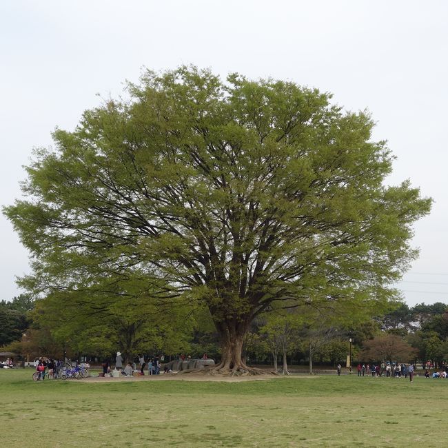 天気が良かったので庄内緑地まで行ってきました。本命は桜の花見ですが，ここには噴水あり，芝生あり，花壇ありで，広々とした気持ちの良いところです。本命の桜のトンネルに行くつくまでにも十分楽しみました。