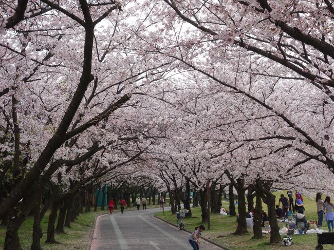 知る人ぞ知る，庄内緑地の桜のトンネル。庄内緑地の奥のほうにあるせいか，知られざる桜の名所といってよいでしょう。散歩道の両側に桜がずっと植えてあり，それがトンネルになっています。すばらしい景色です。