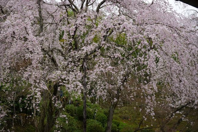 2016.4　京都春の旅～嵐山（天龍寺～常寂光寺）①