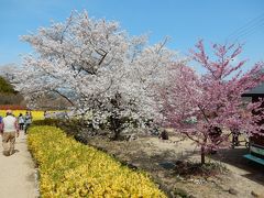 福島の桜