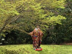 横浜三渓園の桜