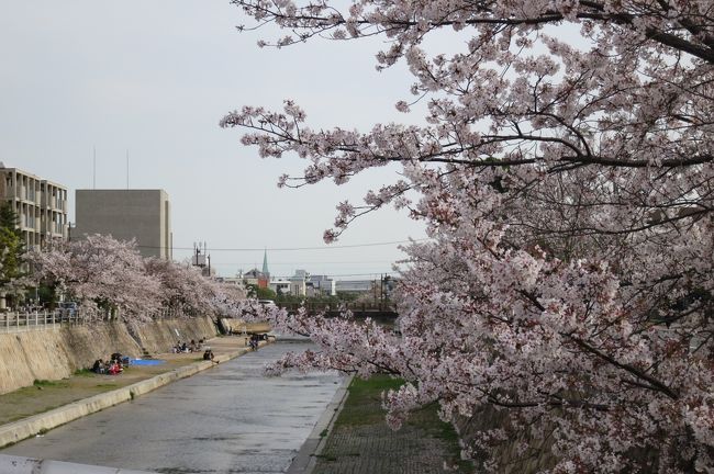 芦屋川の桜<br />昨日の近畿地方の雨と風はひどかった!!<br />きっともう桜は散ってしまっただろうな〜〜〜と思いつつ。<br />芦屋に少し御用を作り,芦屋川沿いの桜も楽しめますようにと願いがつつ足を延ばしてみました^−^)<br /><br />なんとなんと私のためにしっかり桜は満開時を過ぎながらも美しく待っていてくれました^0^<br />