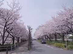 桜の隠れ名所見沼代用水と通船堀2