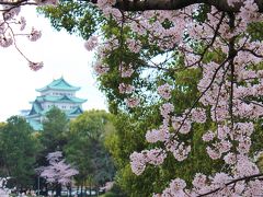 桜sakura旅Part５　名古屋城爛漫の桜　お堀端を歩く♪