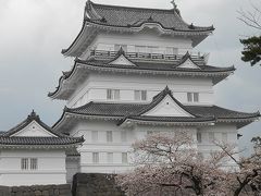 満開の桜　　ＩＮ　小田原城