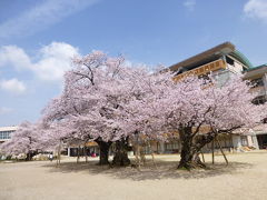 満開の桜がみたいと土浦へ
