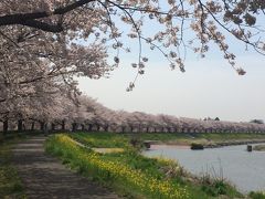 姿川アメニティパーク沿いの桜並木