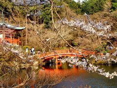 2016今年も桜咲く京都に行ってきました（将軍塚、醍醐寺）
