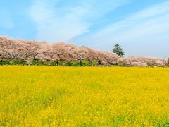 菜の花と桜の絶景コラボ～権現堂桜堤～