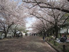 日本さくら名所１００選にも選ばれている万博記念公園で花見?