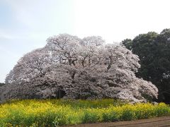 千葉県印西市の吉高の大桜を今年も見に行く・２０１６年