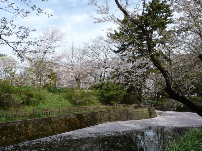 先週、３月２９日に行ったときには、未だ１〜２分咲きだったので、１０日後の４月８日に再度行ってみました。<br />咲き具合は丁度良いタイミングでしたが、あいにくの前日の雨と風でかなり散り始めていました。<br />それでも、樹にはまだ花が残っていましたし、地面や濠の水面が散った花びらで敷き詰められていて、思いもかけない景観を楽しめました。