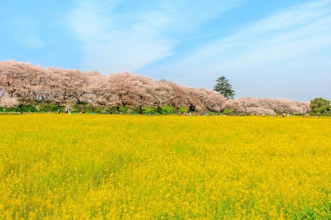 以前にトラベラーウェンディさんのアナベルの旅行記を読んで、ここ権現堂の存在を知った。<br />権現堂は、季節毎に桜、紫陽花、曼珠沙華、水仙が楽しめるところ。<br />権現堂は私の自宅から遠いので、行くのに億劫になっていたが、週末のこの天気の良さと桜がまだ満開という情報が重なったので、ちょっと偵察に行ってきました。<br /><br />【幸手市観光協会】<br />http://www.satte-k.com/gongendo/<br /><br />駐車場：500円(約800台)<br />桜の時期の駐車場：7：00～22：00<br />