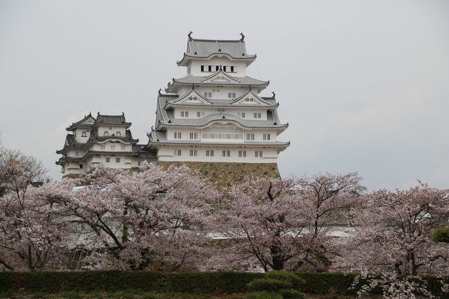 東播地方の人達にとって、花見といえば姫路城。<br />昨年グランドオープンして２年たち、当初は真っ白だった姫路城がどうなったかと思い、花見がてら出かけてきました。<br />桜の花は前日の嵐のような風雨でかなり散っていましたが、まだ十分花見を楽しむことができました。<br />当日の天気予報は、曇り時々晴れだったのですが、あいにくの曇り空できれいな写真は撮れませんでしたが、桜の花に覆われた姫路城を撮ることができました。<br />肝心の姫路城の色ですが、白壁はまだ真っ白でしたが、屋根瓦は少し黒ずんできたようです。<br />そのため段々と風格が現れてきました。<br />それにしても桜の花とお城はとても似合います。