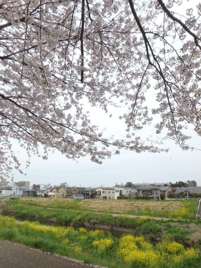 大洗ホテルチェックアウト後は、ふたたび水戸に移動し、納豆を求めてマニアックな町歩き！<br /><br />思いがけずお花見もできて、得した気分でした♪(*^0^*)