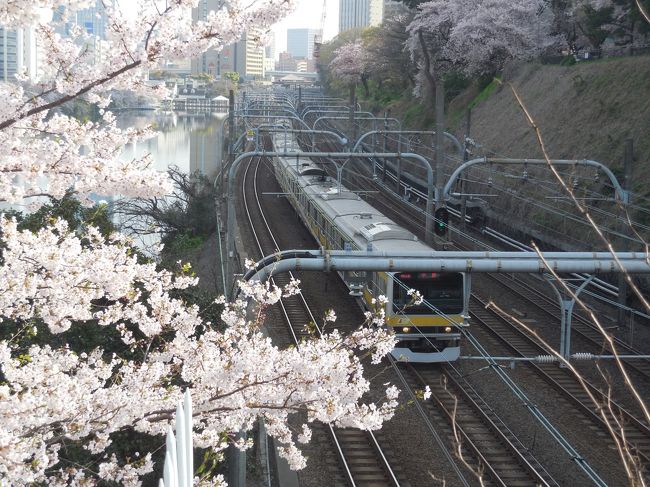 ＪＲ中央線の飯田橋駅から市ヶ谷駅までの線路、外濠沿いは毎年見事なソメイヨシノが咲き乱れます。満開の時期に出社前にぶらぶらっと歩きました。