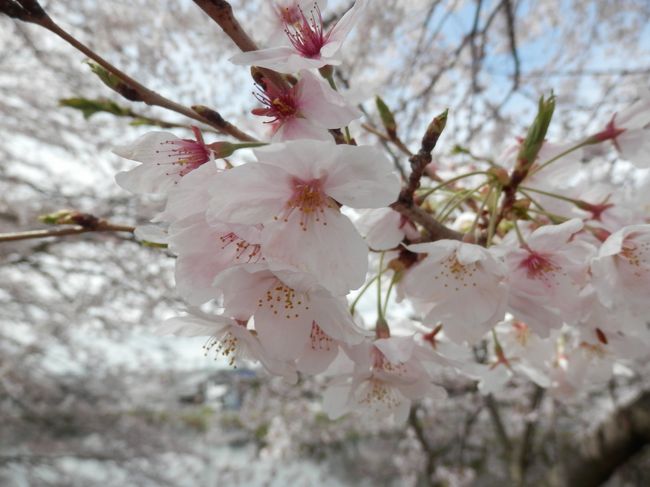 桜咲く季節がやってきました〜♪<br /><br />待ちかねた桜の季節、いろいろと楽しみもたくさん<br /><br />今回は近場で散策中心の旅記となりました。