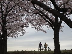 荒川河川敷でお花見散歩♪　2016