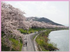 今年もやっぱり外せない桜の名所！！　★白石川堤「一目千本桜」★