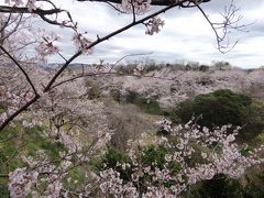2016　白浜の桜と荒川の桃の花