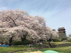 桜満開の福岡城跡を気ままにぶらり旅