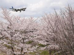 【千葉：成田空港】　空港の周囲で桜めぐり