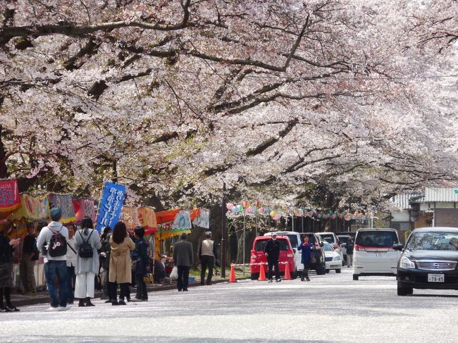 千葉県印西市にある小林牧場の正面入口両側に広がる桜並木をぶらぶらっとしました。そんなには有名じゃいため花見客は少なめですが、おかげさまでその分ゆったりと桜吹雪を楽しめました。