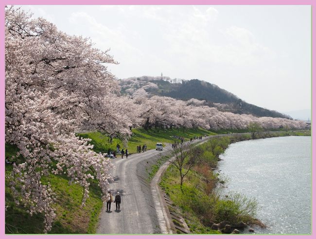 今週末、県南ではソメイヨシノが満開を迎え、お天気もまずまずのようなので・・・２日間、どこにお花見に行こうかな〜。<br /><br />車を使わず・・・比較的近場で・・・アクセスしやすい桜の名所といえば・・・やはり白石川堤の一目千本桜以上のところはないと思う。<br /><br />２０１３年の春、仙台に引っ越してきて以来・・・お花見といったら、このスポットを外すわけにはいかない。<br /><br />今年４度目の一目千本桜〜！<br /><br />しばた桜まつり<br />http://www.skbk.or.jp/event/sakura_2010.html<br /><br />おおがわら桜まつり<br />http://www.town.ogawara.miyagi.jp/team/syoukoukankou/g_event/sakura.html