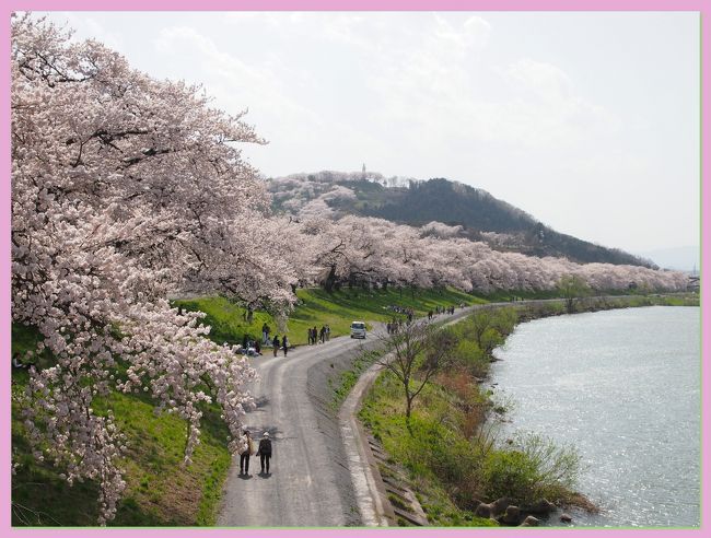 今年もやっぱり外せない桜の名所 白石川堤 一目千本桜 柴田 大河原 川崎 宮城県 の旅行記 ブログ By こあひるさん フォートラベル 今年もやっぱり外せない桜の名所 白石川堤 一目千本桜 柴田 大河原 川崎 宮城県 の旅行記 ブログ By こあひるさん フォートラベル