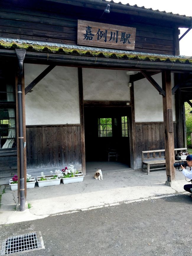 鹿児島の大学に行ってしまった息子の入学式に出席するために来ましたが、どうせなら美味しいものを食べ温泉に入り楽しんでしまいましょう！