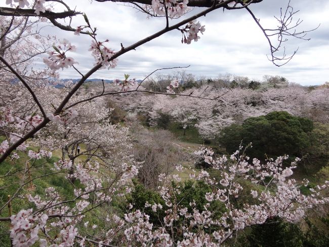 白浜の平草原で桜を見ました<br />例年はもっとわっ！という感じで咲いてるんだそうですが、今年は咲いてる木あり、まだ咲いてない木ありで全体が咲き揃ってはいなかったです<br /><br />翌日は紀の川市・荒川の桃の花を見に行きました。<br />菜の花も綺麗に咲いて桃源郷です。<br />次は桃の実がなる頃に行こうかな？