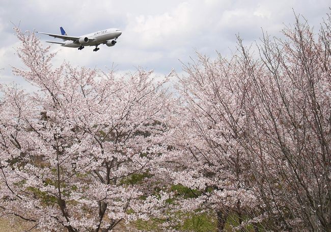 　国際空港では珍しく内陸に位置する「成田空港」。<br /><br />周辺に飛行機を見物できるスポットがたくさんあります♪<br /><br />そのほとんどに桜の木が植えられており、お花見スポットとしても有名です。<br /><br />今回は成田空港周辺の公園で「お花見めぐり」してきました。