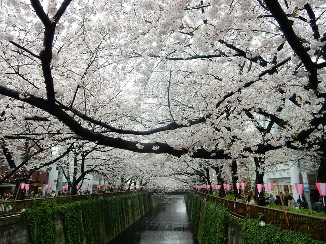 週末と桜の満開が重なりました。あいにく空は曇りでしたが、満開の桜は本当に美しかったです。<br /><br />---------------------------------------------------------------<br />スケジュール<br /><br />　3月27日　自宅−駒込駅　六義園観光　−自宅<br />　3月29日　自宅−東京駅　皇居　乾通り観光　靖国神社観光　−九段下駅−自宅　<br />　4月2日　 自宅−日暮里駅−北千住駅−西新井駅−大師前駅　西新井大師観光　−大師前駅−西新井駅−浅草駅　<br />　　　　　 隅田川観光　−浅草駅−蔵前駅−門前仲町駅　大横川観光　−門前仲町駅−九段下駅　皇居　千鳥ヶ淵観光<br />　　　　　 −九段下駅−自宅<br />★4月3日　 自宅−渋谷駅−中目黒駅　目黒川観光　中目黒駅−渋谷駅−青山一丁目駅　青山霊園観光　青山一丁目駅−<br />　　　　　 永田町駅−飯田橋駅　外堀通り観光　−飯田橋駅−自宅<br />　