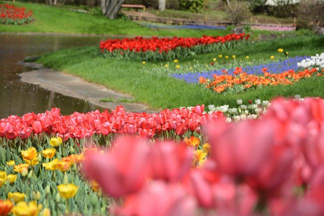 あれだけ見事だった満開の桜も、どこも若葉が芽生え桜前線も北へ移動してしまいましたね。<br />そうなると主役はチューリップ。<br />今年も４トラで昭和記念公園をこよなく愛する人たちのチューリップのオフ会が９日土曜日に開催されました。<br />事前の情報だとチュリーリップはまだ早いのでは・・・<br />でも、なかなかいい感じに咲いていて、アイスランドポピー・ムラサキハナナ・菜の花と盛りだくさん。そしてこの日の主役だったのは、意外なことに旬が過ぎていると思った桜。<br />今年は桜が咲いてからどんよりつぃた花曇りや雨が続いていて、青空のもと花見ができなかったので、見事な桜と舞い散る花吹雪の中での花見の宴、盛り上がりました。<br />