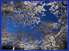 船岡城址公園の桜