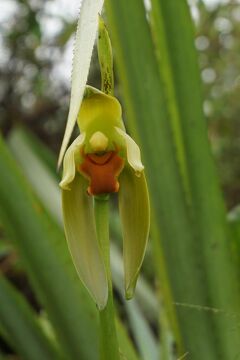 マチュピチュ周辺のいきもの達（植物編）