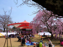下野市　天平のはなまつり　美しい枝垂れ桜　満開