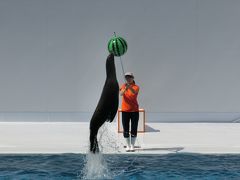 加茂水族館　（アシカショー）